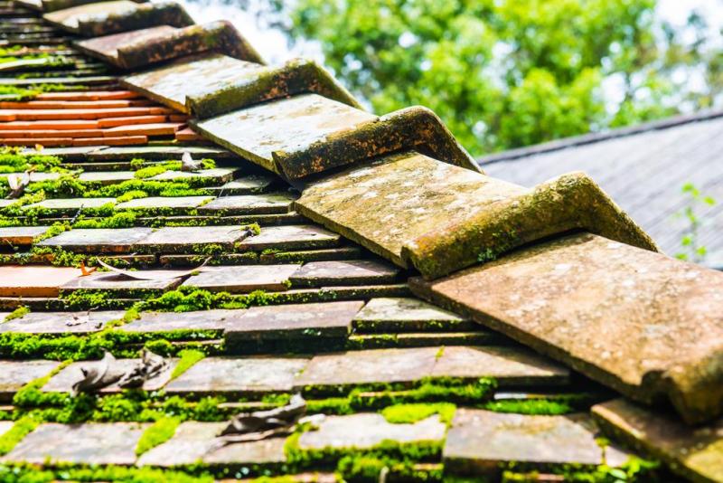 D&eacute;moussage de toiture, pourquoi et &agrave; quelle fr&eacute;quence ?